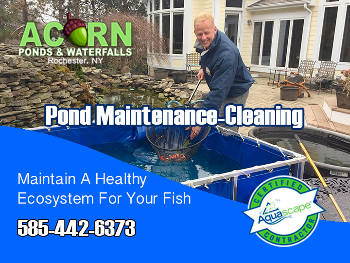 Pond Cleaning & Maintenance - Rochester, Buffalo & Western (NY) - Acorn